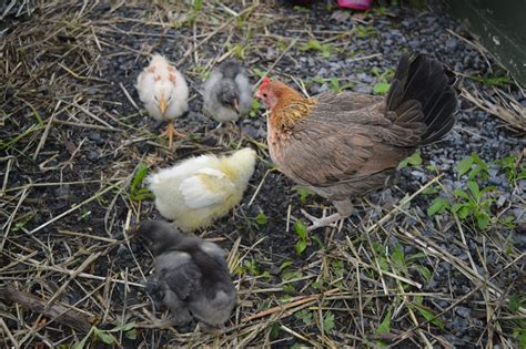 Miniature bantam partridge hen? | BackYard Chickens - Learn How to Raise Chickens