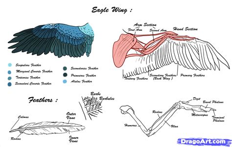 Wing anatomy, Wings drawing, Eagle drawing