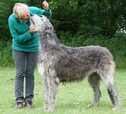 The Largest Irish Wolfhound | Most Wolfhounds like to spend plenty of time outdoors, preferably ...