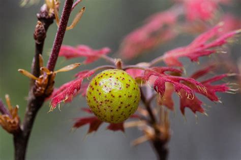 Gall on Texas Red Oak Photograph by Steven Schwartzman | Fine Art America