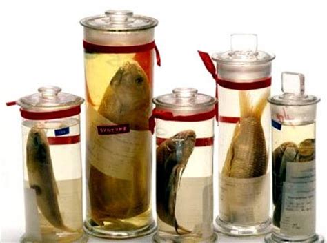 Glass Specimen Jars,Scientific Specimen Jars,Preserved Specimen Jars Exporters,Suppliers in India