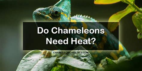 Do Chameleons Need Heat? Understanding Chameleon Temperature Requirements - Chameleon Care Tips