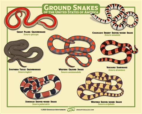 Ground Snakes Print - Etsy