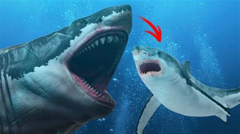 Megalodon Shark Vs Great White Shark Jaws