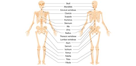 Skeletal System And Bone Anatomy Quiz | Attempts: 1125 - Trivia & Questions