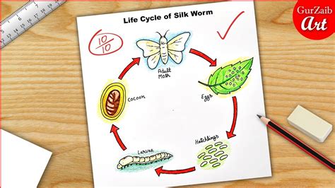 Life Cycle Of Silk Worm Diagram Drawing Science Project Poster Chart | sexiezpix Web Porn