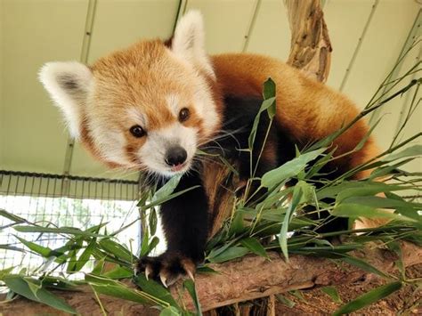 Rusty, the red panda, best known for escaping the D.C. zoo has died - The Washington Post