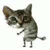 Cat Dancing GIF - Cat Dancing - Discover & Share GIFs