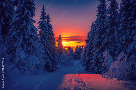 Cold winter day sunset landscape with snowy trees. Photo from Sotkamo ...