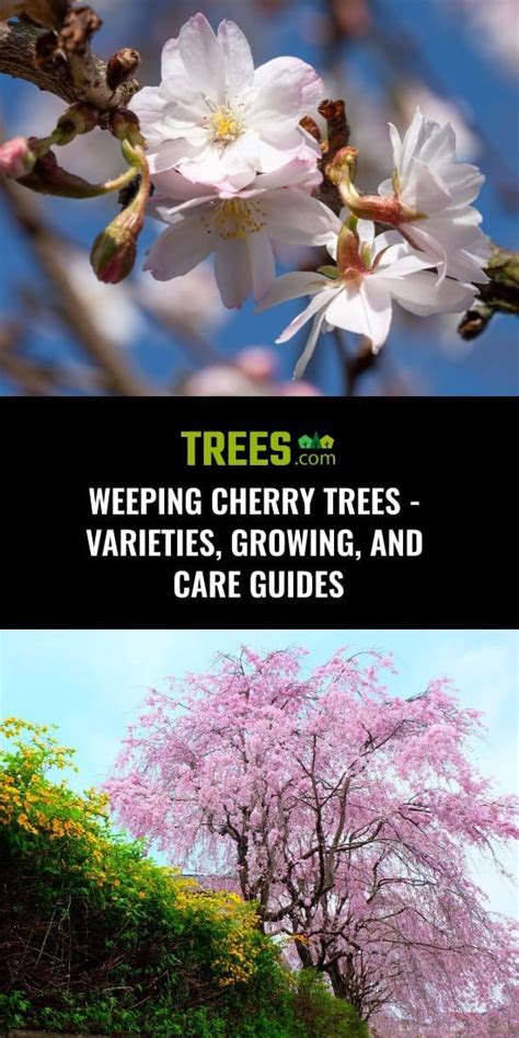 Weeping Cherry Trees - Varieties, Growing, and Care Guides | Weeping cherry tree, Cherry tree ...