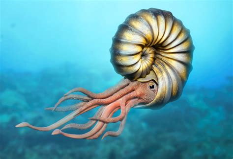 do jellyfish: Extinct Marine Animals