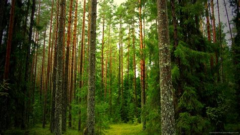 Beautiful Pine Forest wallpaper | 1920x1080 | #8278