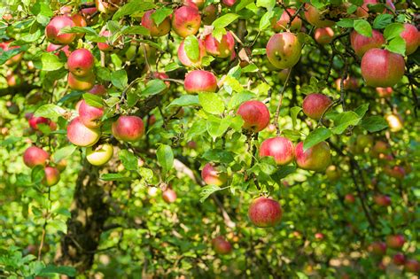 Complete Guide To Apple Tree Pollination - Minneopa Orchards