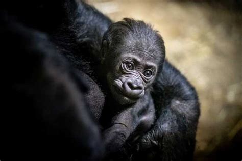 Pittsburgh Zoo welcomes baby gorilla