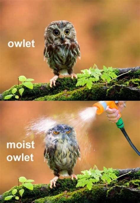 16 Funny Owl Memes - For Fum And Interesting Articles | Feafum