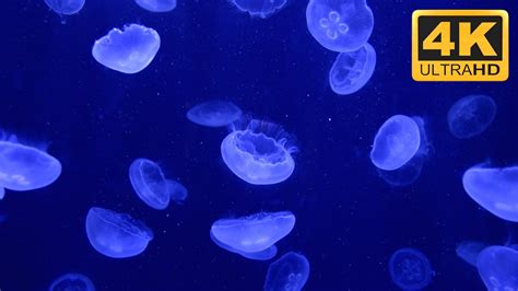 Beautiful Relaxing 4K Jellyfish Aquarium Screensaver ★-★-★