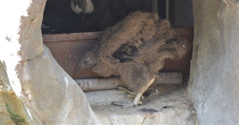 National Aviary's Andean Condor chick gets new name, fledges the nest ...