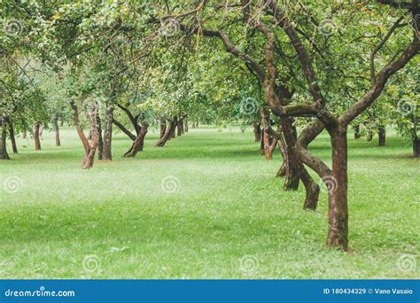 Farm with a Large Garden of Fruit Trees Stock Image - Image of agriculture, field: 180434329