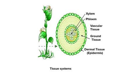 Plant Tissue Vascular