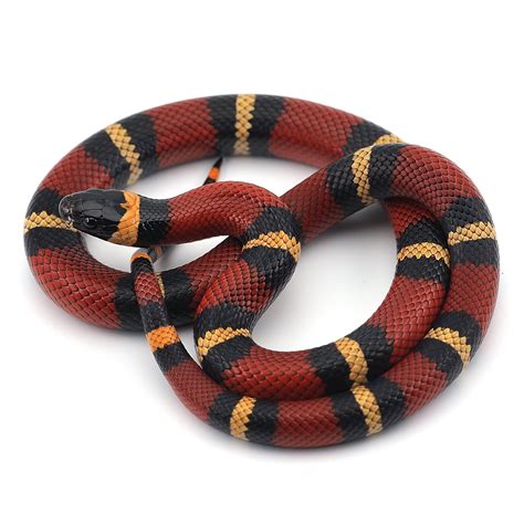 Milk Snake For Sale | Petco