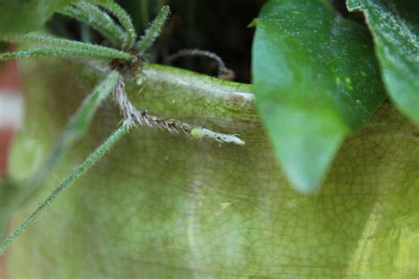 Footed Ferns are Unique, Interesting Ferns, Sending Up Fronds From ...