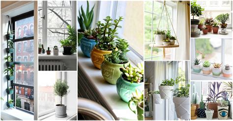 15 Small Windowsill Plants That Will Impress You