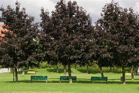 Purple-leaf plum tree, cherry plum tree, or flowering plum tree – whatever name you call them ...