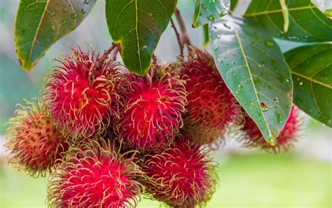 Easy Ways to Eat Rambutan Fruit 2024 - AtOnce