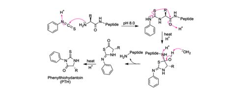 Peptide Bond - Definition, Formation, Structure, Examples