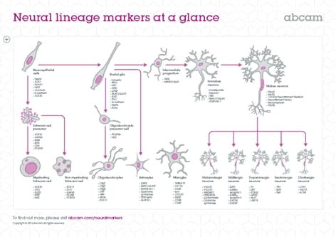 Neuronal, neural stem cell and glial cell markers | Abcam