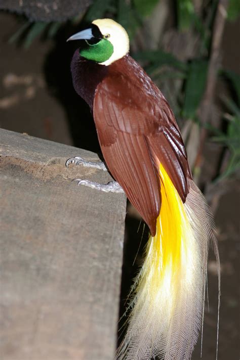 The Bali Bird Of Paradise | Basic Interesting Facts & Pictures | Beauty ...