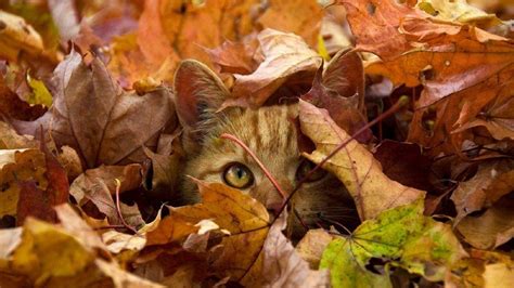 Autumn Cat Wallpapers - Top Free Autumn Cat Backgrounds - WallpaperAccess