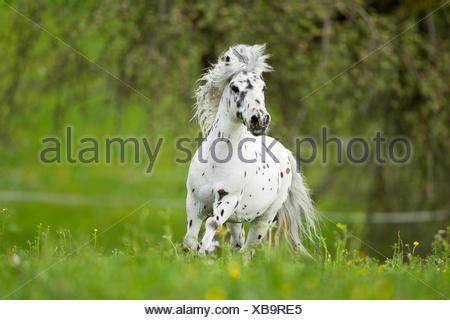 Shetland Pony. Miniature Appaloosa galloping on a meadow.Germany Stock Photo - Alamy