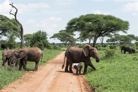 Elephant Herd Photograph by William Morgan