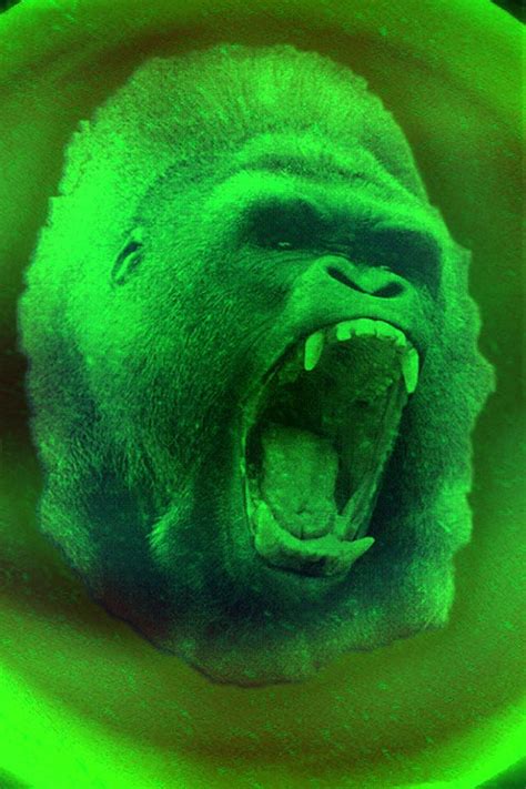 🔥 [50+] Gorilla Wallpapers and Screensavers | WallpaperSafari