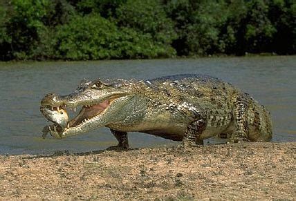 Caiman Facts-Info and New Photos | The Wildlife