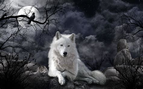 White Wolf wallpapers HD for desktop backgrounds