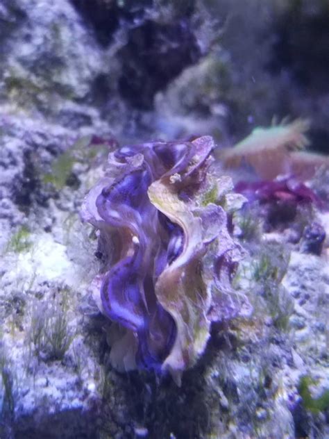 New maxima clam not opening fully | REEF2REEF Saltwater and Reef Aquarium Forum