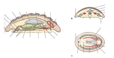 Chiton Anatomy Part 1 Diagram | Quizlet