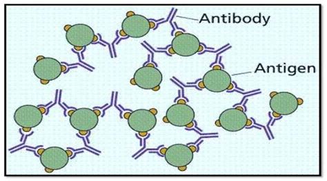 Introduction to Antigen-Antibody Reactions