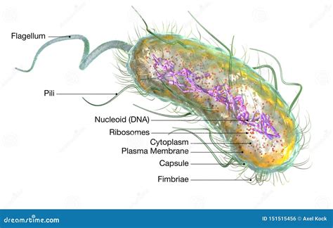 Capsule Structure