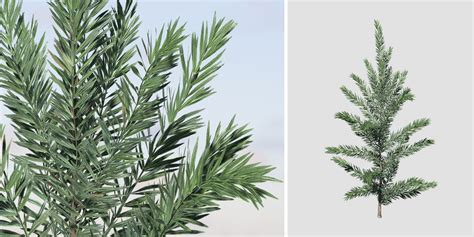 Norway Spruce Seedling – SpeedTree