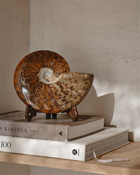 Ammonite Fossil - House of Formlab