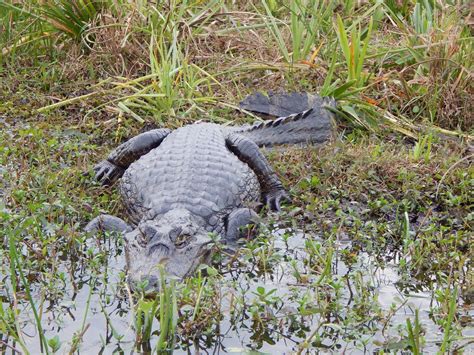 Caiman | Description, Genera, & Facts | Britannica