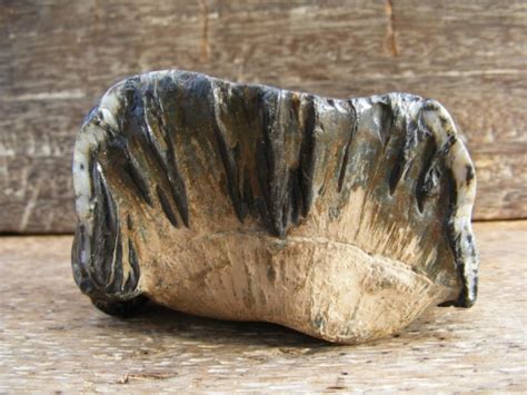 #15 FOSSILS Giant STEGODON Mammal TEETH no dinosaur For Sale | Antiques.com | Classifieds