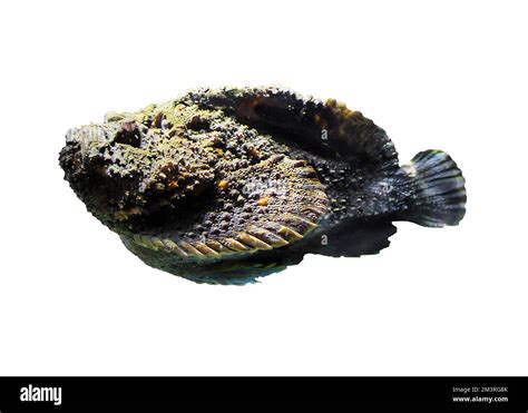 Stonefish camouflage Cut Out Stock Images & Pictures - Alamy