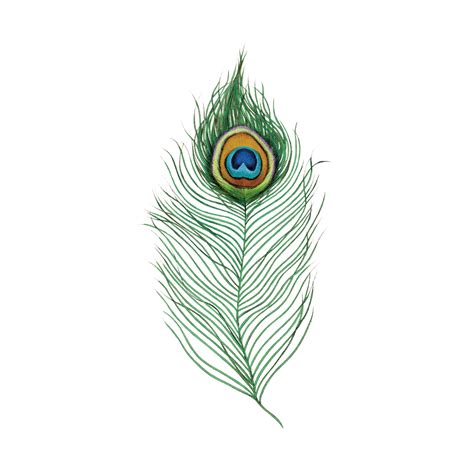 a drawing of a peacock's feather with green and blue feathers on the tail