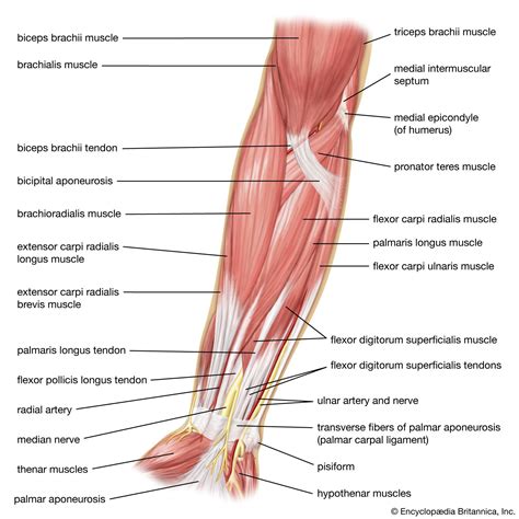 Arm | Definition, Bones, Muscles, & Facts | Britannica