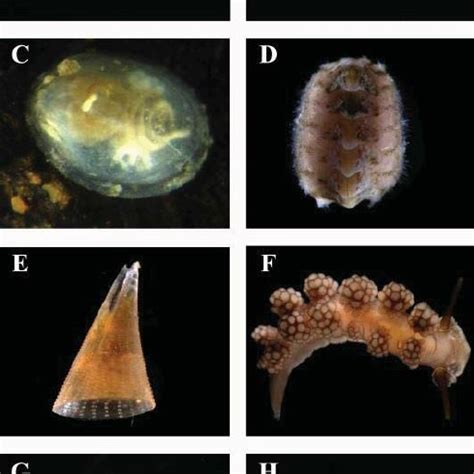 (PDF) Application of microCT in the study of the anatomy of small marine molluscs