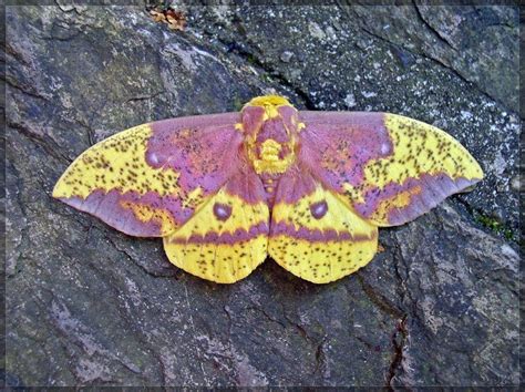 Imperial Moth: Identification, Life Cycle, Facts & Pictures